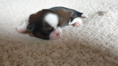 CHIOT