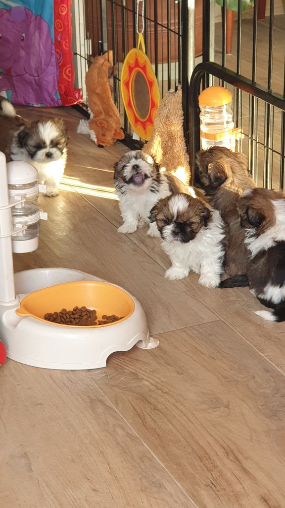 Chiot Shih Tzu Des Hauts Jardins De Loire